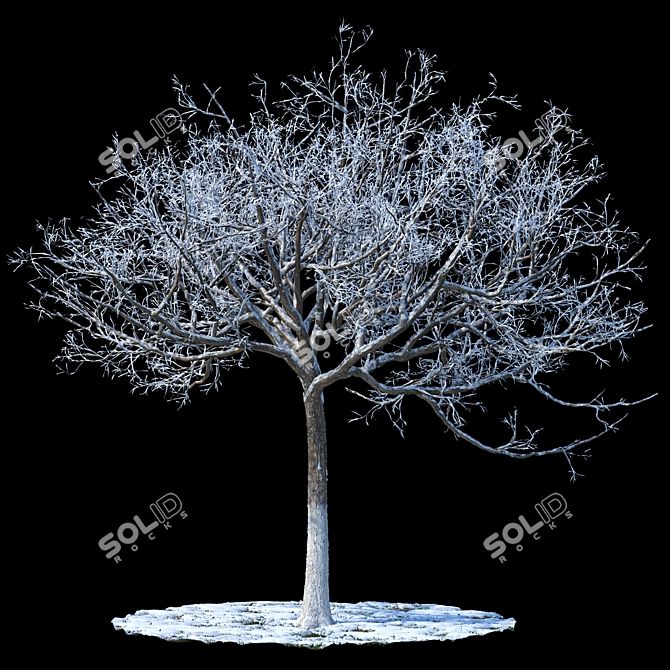 Winter Wonderland Apple Tree 3D model image 1
