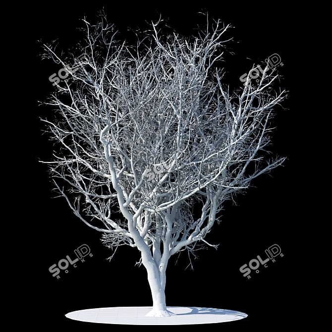 Frosty Apple Tree 3D model image 2