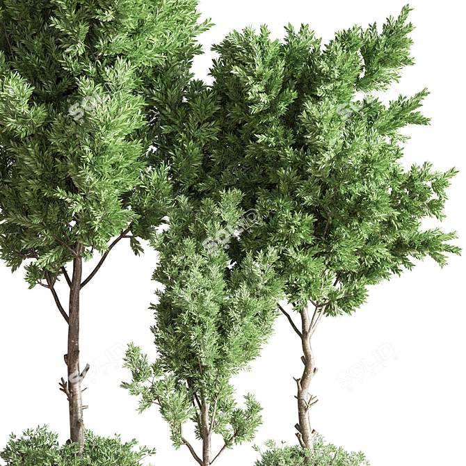 Versatile Indoor Plant Set 3D model image 4