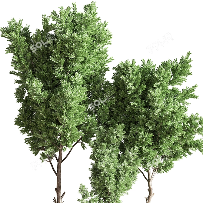 Versatile Indoor Plant Set 3D model image 5