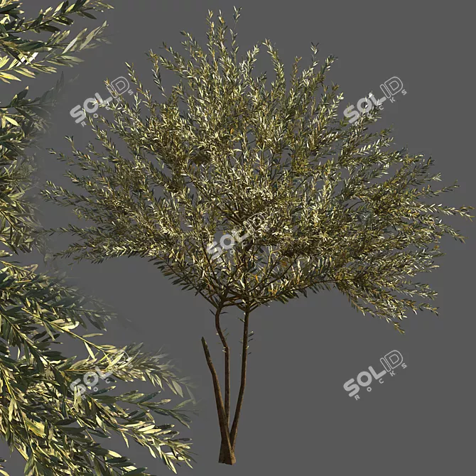 Everlasting Olive Tree 3D model image 1