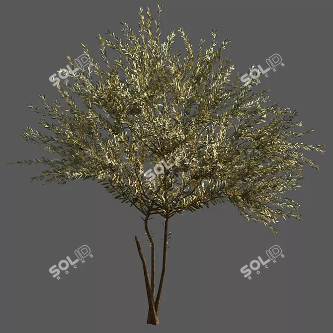 Everlasting Olive Tree 3D model image 2