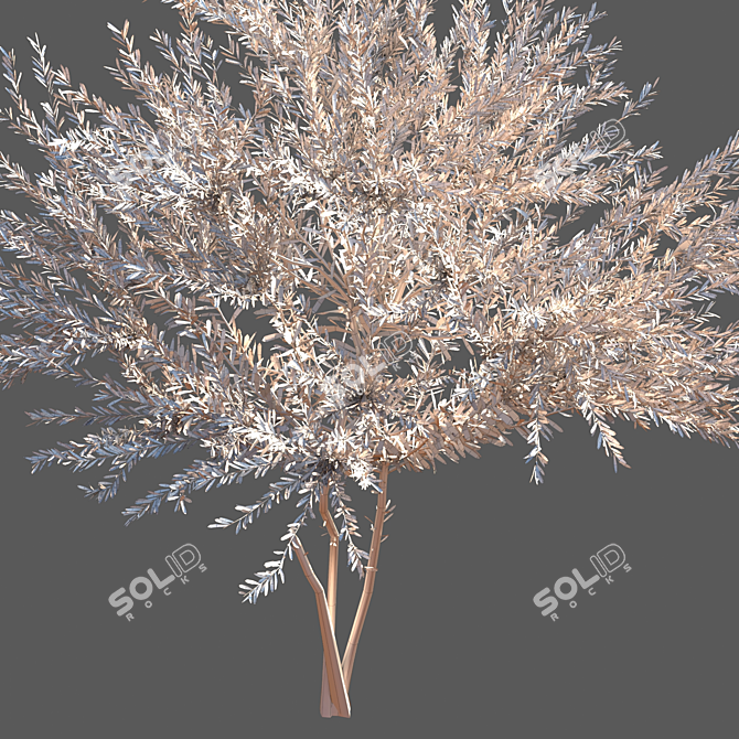 Everlasting Olive Tree 3D model image 3