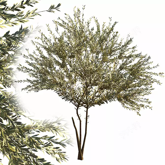 Everlasting Olive Tree 3D model image 5