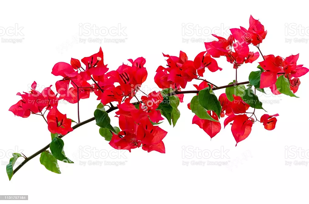 Blooming Bougainvillea Tree 3D model image 1