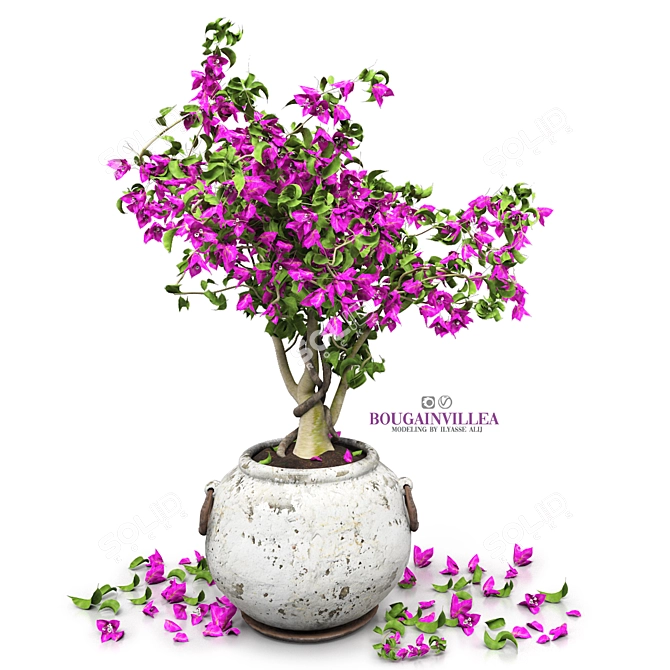 Blooming Bougainvillea Tree 3D model image 7