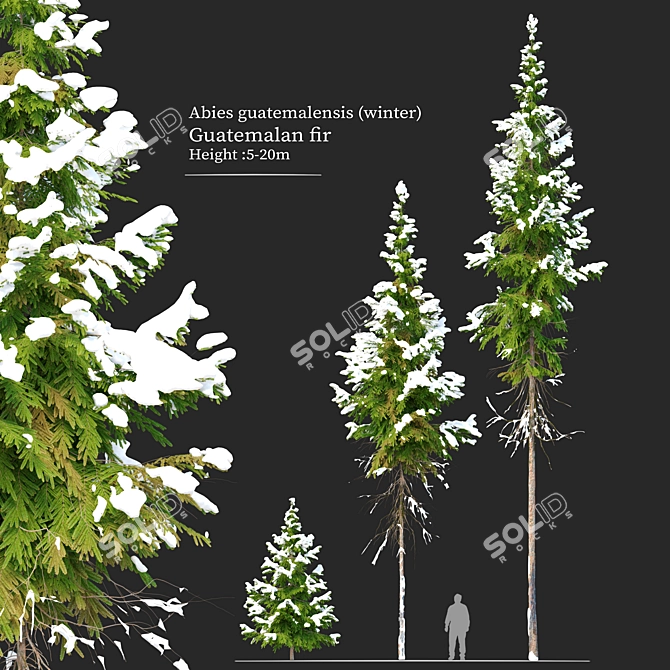 Winter Abies Guatemalensis: 3D Models 3D model image 1