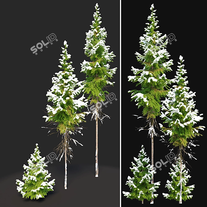 Winter Abies Guatemalensis: 3D Models 3D model image 2
