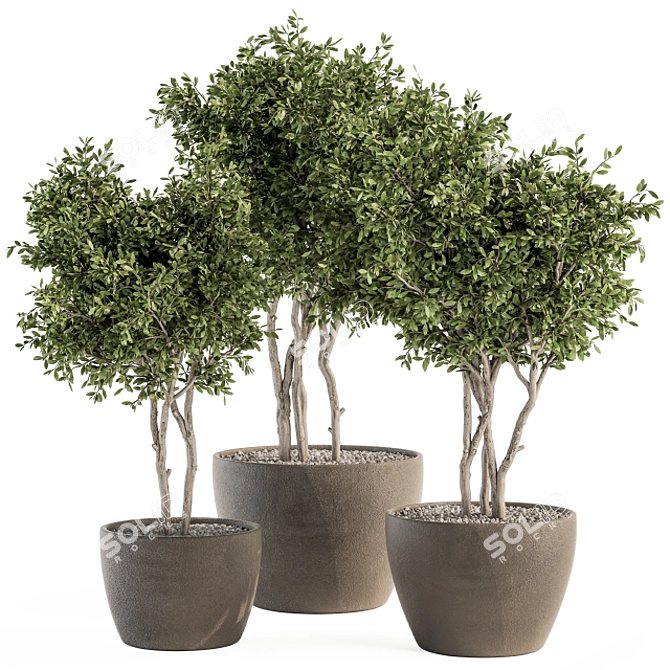 Concrete Pot Outdoor Plant Set 3D model image 1