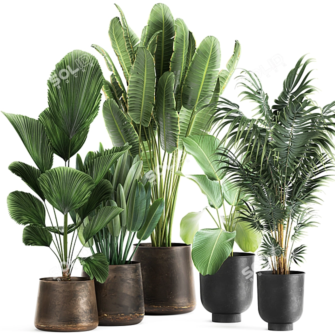 Tropical Plant Collection in Reclaimed Metal Pots 3D model image 1