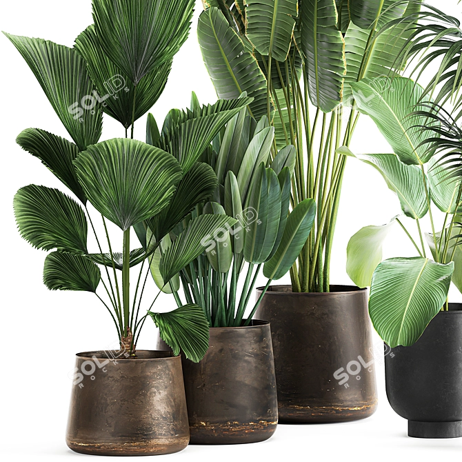 Tropical Plant Collection in Reclaimed Metal Pots 3D model image 3