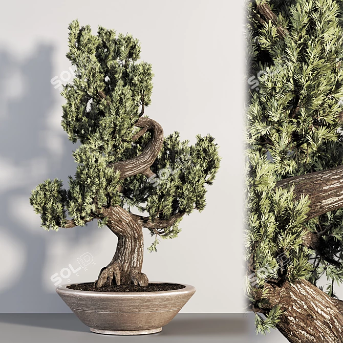 Realistic Bonsai Plant for Closeups 3D model image 5