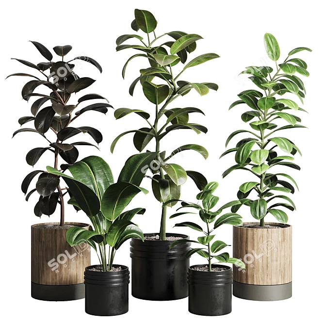 Rubbery Ficus Plant in 165 Dirty Pots 3D model image 1