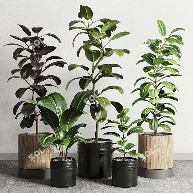 Rubbery Ficus Plant in 165 Dirty Pots 3D model image 2
