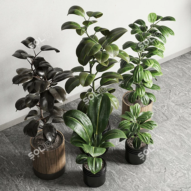 Rubbery Ficus Plant in 165 Dirty Pots 3D model image 3