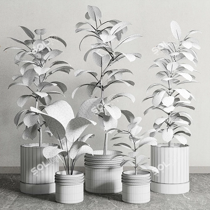 Rubbery Ficus Plant in 165 Dirty Pots 3D model image 6