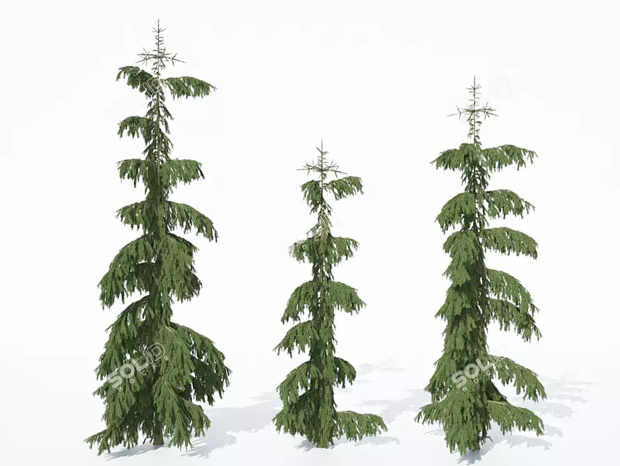 Rothenhaus Norway Spruce: Realistic Texture - 2.5m, 3m, or 3.5m 3D model image 1