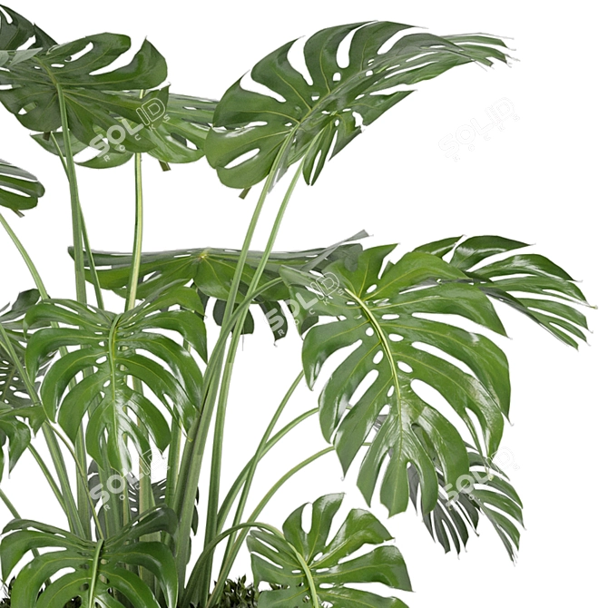 Bau Pot Large Indoor Plants Set 3D model image 3