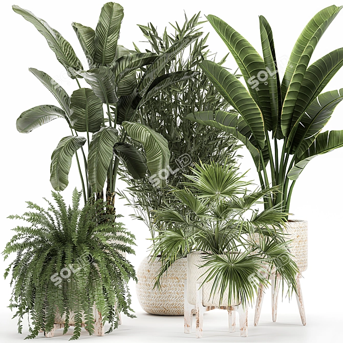 Tropical Plant Collection: Exotics for Indoor and Outdoor 3D model image 1