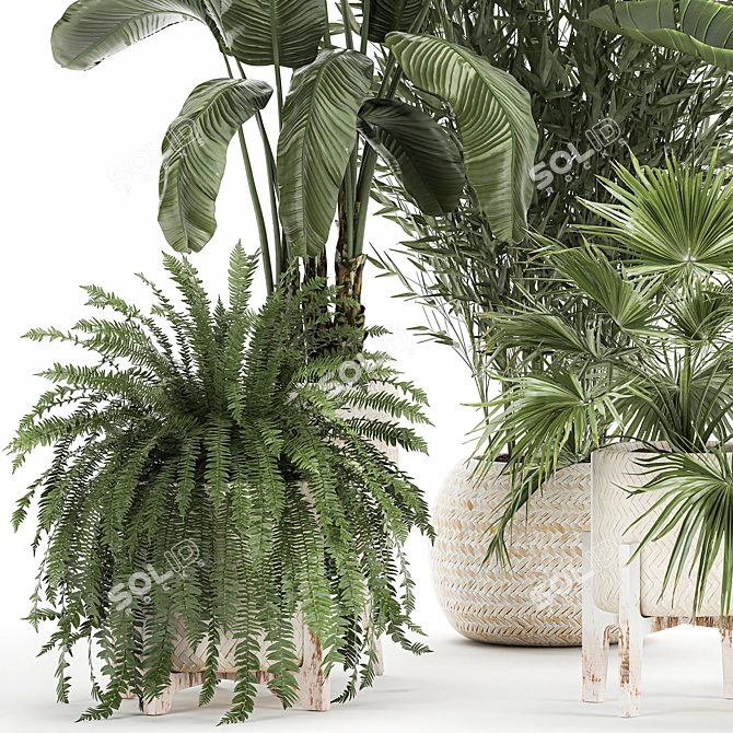 Tropical Plant Collection: Exotics for Indoor and Outdoor 3D model image 2