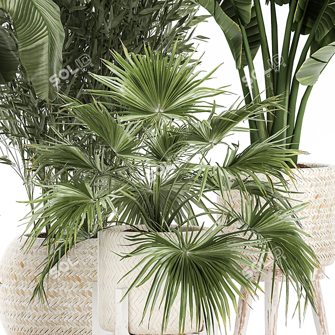 Tropical Plant Collection: Exotics for Indoor and Outdoor 3D model image 3