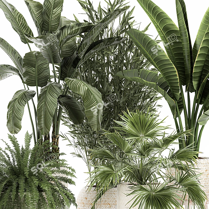 Tropical Plant Collection: Exotics for Indoor and Outdoor 3D model image 4