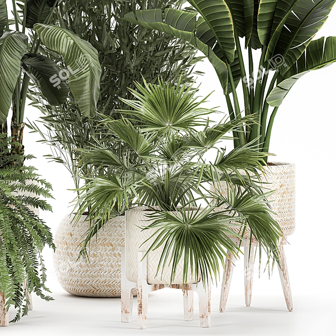 Tropical Plant Collection: Exotics for Indoor and Outdoor 3D model image 5