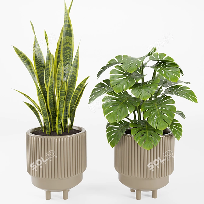 Tropical Houseplants in Stone Pots 3D model image 4