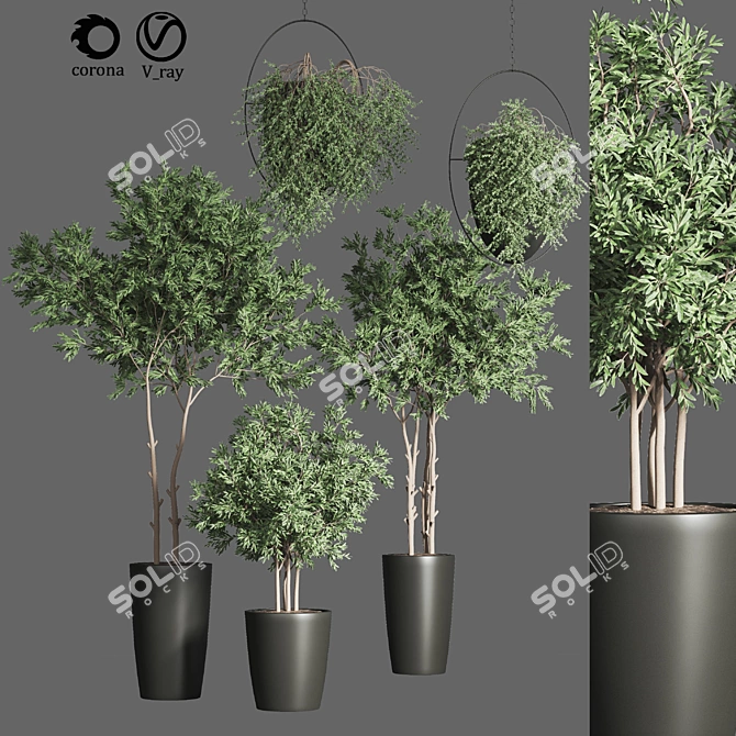 Indoor Plant Collection 17 3D model image 1