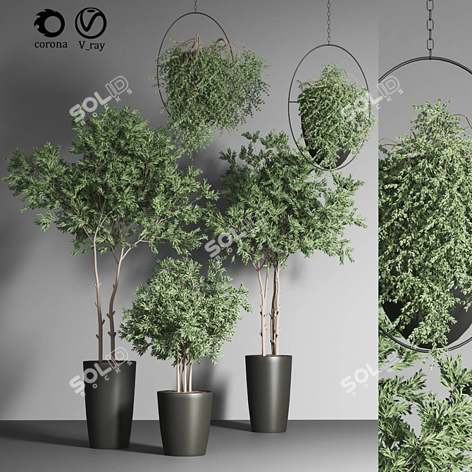 Indoor Plant Collection 17 3D model image 2