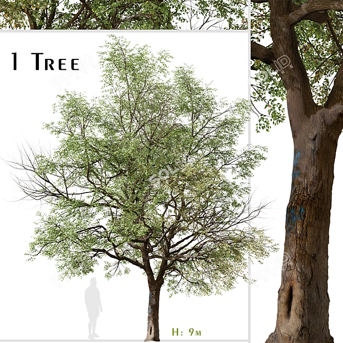 Quillaja saponaria Tree: Authentic Chilean Soap Bark 3D model image 1