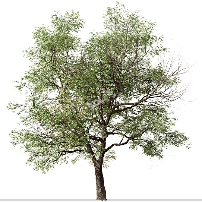 Quillaja saponaria Tree: Authentic Chilean Soap Bark 3D model image 2
