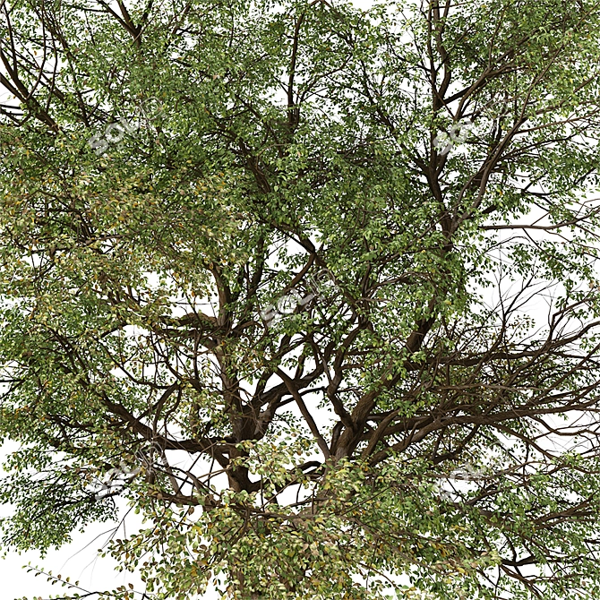 Quillaja saponaria Tree: Authentic Chilean Soap Bark 3D model image 6