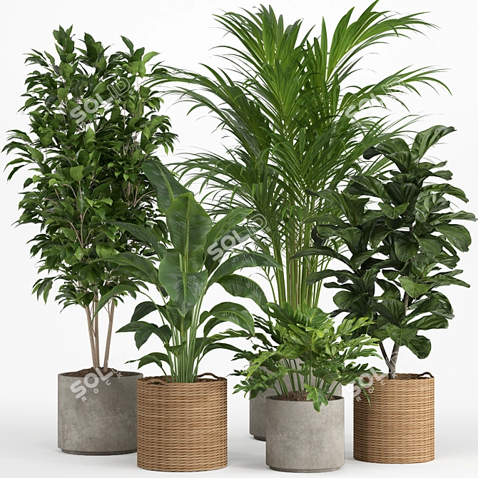 Tropical Rattan Plant Set 3D model image 1