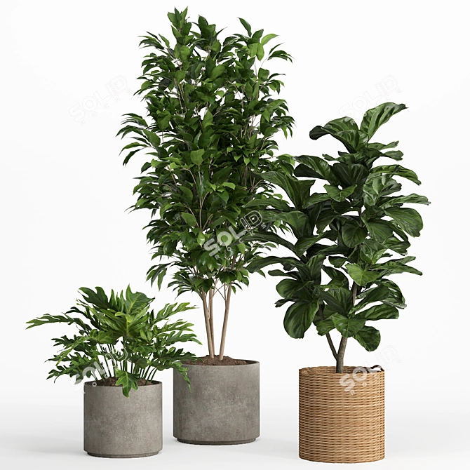 Tropical Rattan Plant Set 3D model image 2