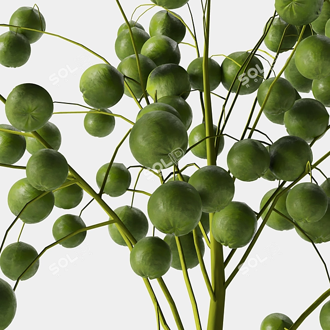 Indoor Plant 05: Natural Beauty for Any Space 3D model image 2