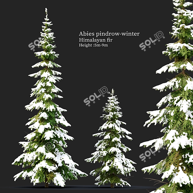 West Himalayan Fir Tree - 2 Models - Vray and Corona Materials 3D model image 1