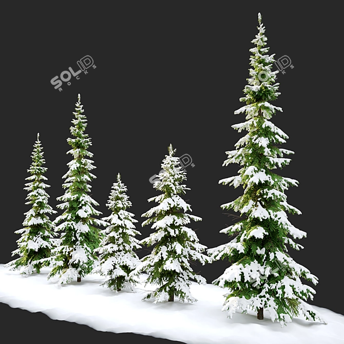 West Himalayan Fir Tree - 2 Models - Vray and Corona Materials 3D model image 2