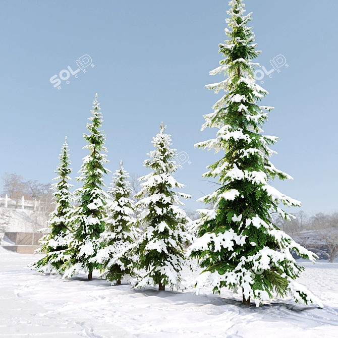 West Himalayan Fir Tree - 2 Models - Vray and Corona Materials 3D model image 3