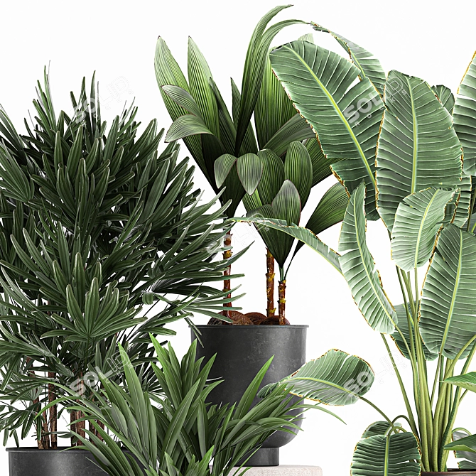 Tropical Plant Collection: Exotic and Indoor Plants 3D model image 2