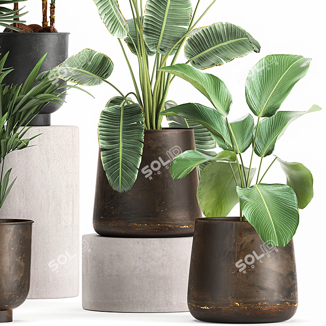 Tropical Plant Collection: Exotic and Indoor Plants 3D model image 4