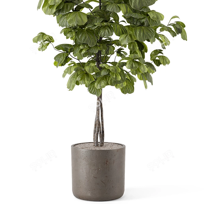 Rusty Concrete Pot Indoor Plants Set 3D model image 3