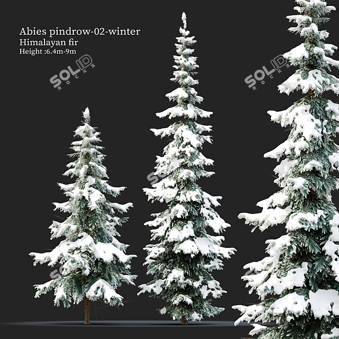 West Himalayan Fir Tree - 2 Models 3D model image 1