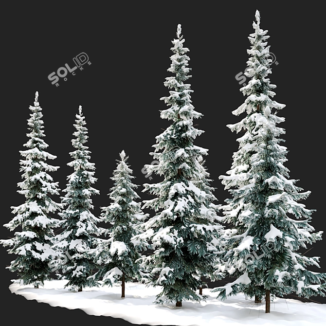 West Himalayan Fir Tree - 2 Models 3D model image 2