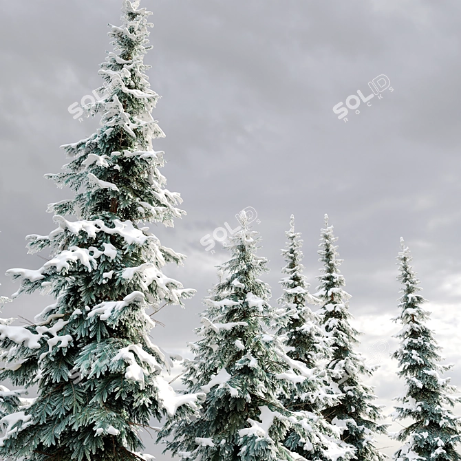 West Himalayan Fir Tree - 2 Models 3D model image 3