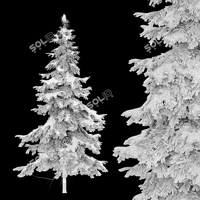 West Himalayan Fir Tree - 2 Models 3D model image 4