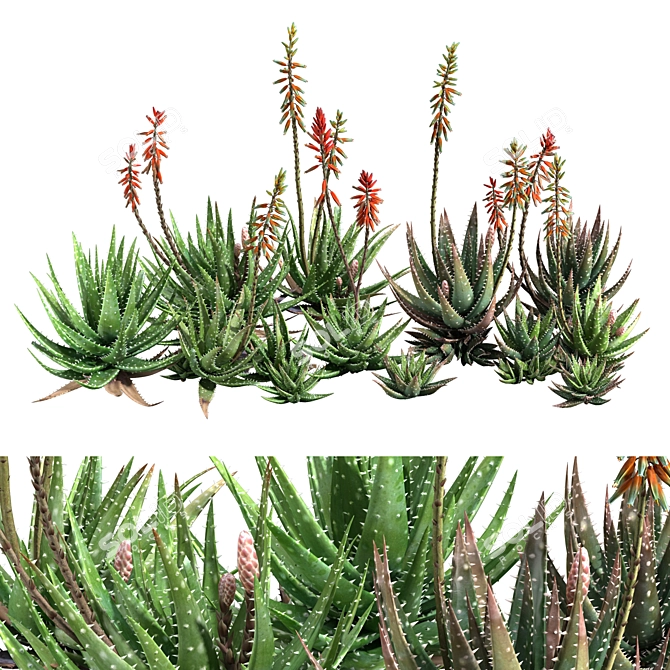 Crosbys Prolific Aloes: Versatile, High-Quality 2013 3D Model 3D model image 1