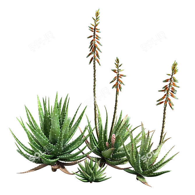 Crosbys Prolific Aloes: Versatile, High-Quality 2013 3D Model 3D model image 2