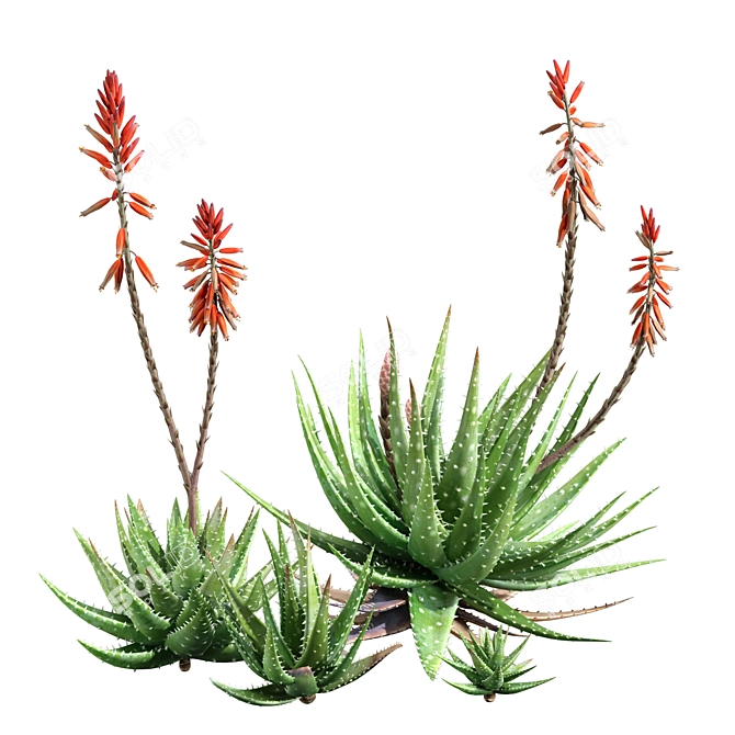 Crosbys Prolific Aloes: Versatile, High-Quality 2013 3D Model 3D model image 3