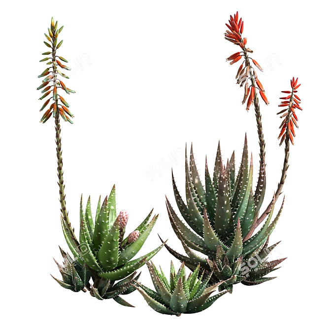 Crosbys Prolific Aloes: Versatile, High-Quality 2013 3D Model 3D model image 4